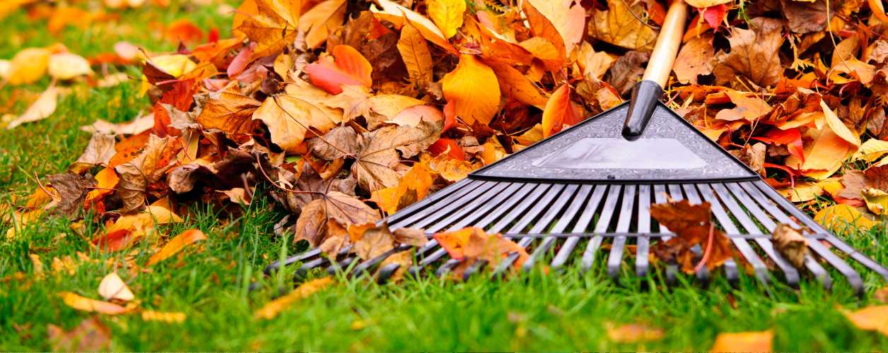 Leaf Removal Services