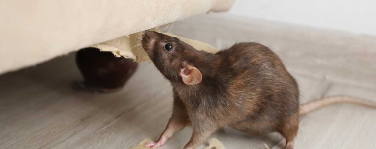 Rodent Control